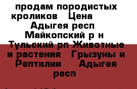 продам породистых кроликов › Цена ­ 550 - Адыгея респ., Майкопский р-н, Тульский рп Животные и растения » Грызуны и Рептилии   . Адыгея респ.